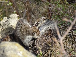 Tiergarten Schönbrunn am 23.03.2023